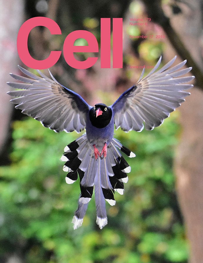【公關組】興大跨國團隊從羽毛探討鳥類飛翔的奧祕 登頂尖期刊Cell