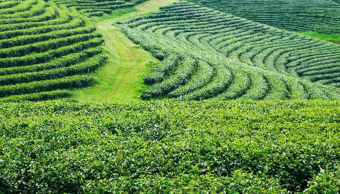 【媒體報導】中興大學實習團訪印度 探索茶資源