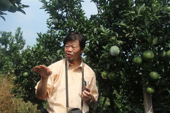植病系蔡東纂教授推廣柑橘栽培逾30年，經驗編成書