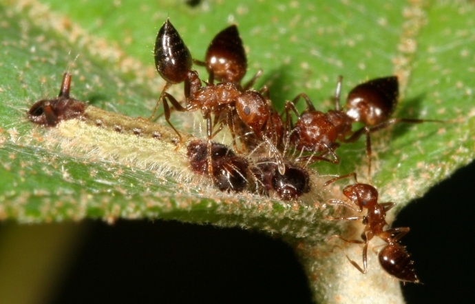  【公關組】中興大學、臺師大跨國團隊 破解蝴蝶與螞蟻間的摩斯密碼