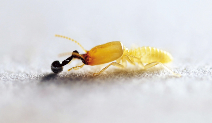 【媒體報導】新渡戶歪白蟻的超高速大顎彈擊