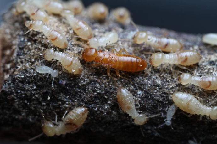 【公關組】會航海的白蟻 興大研究團隊發現白蟻海漂擴散新證據