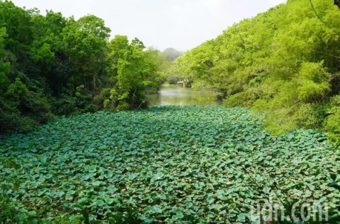 【公關組】台南新化林場「莫內荷花」提前綻放 農塘滿水位有祕密