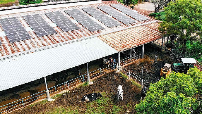 【媒體報導】畜牧場邊養牛邊發電--屋頂的太陽能板 保障牛奶也保護用電