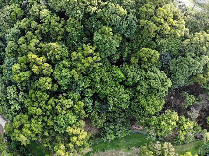 【媒體報導】看懂森林碳匯與碳權認證 綠電太難買不如種樹生碳權