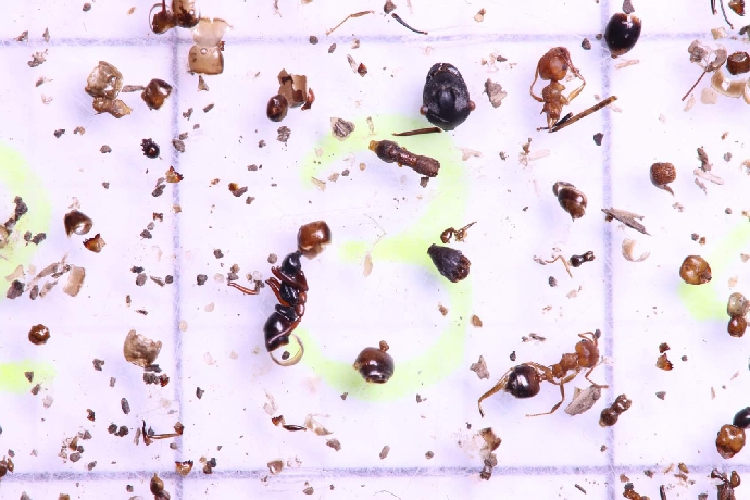 【公關組】興大研究團隊分析排遺 解開小食蟻獸野外求生之密