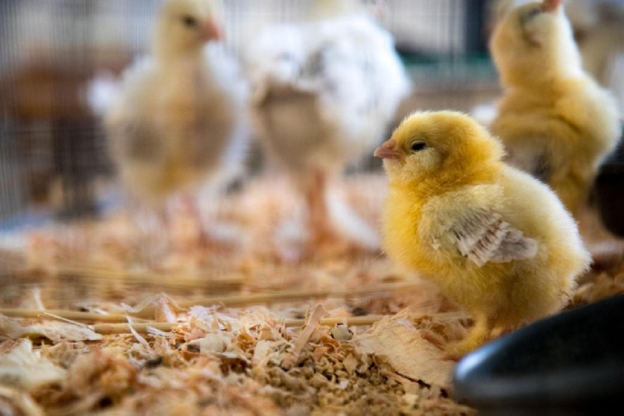 【媒體報導】克服家禽基因轉殖技術難關 興大研發新興育種技術平台開發新禽畜品種