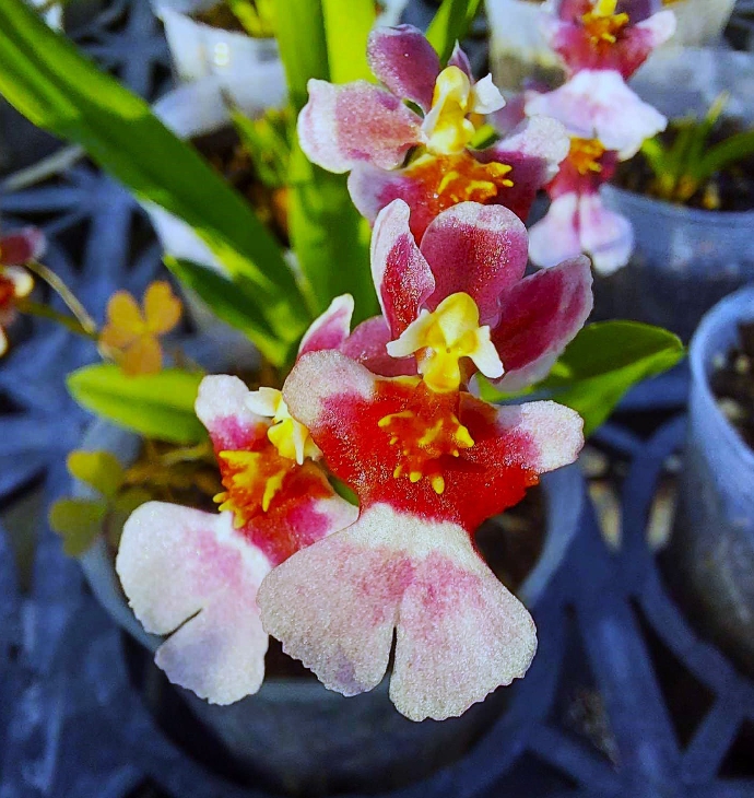 【News】NCHU Department of Horticulture Cultivates New Oncidium Variety, Issues License to Jia-Ho Orchids Nursery