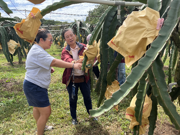 農推中心深入外埔紅龍果園 授課勘查雙管齊下助果農