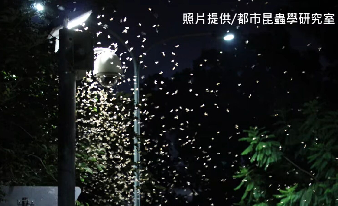 雨後「大水蟻大軍」漫天飛舞　昆蟲專家：掉翅準備繁衍後代