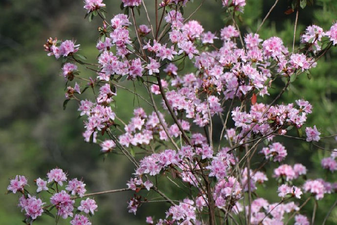 興大攜手杉林溪、嘉大 深度復育臺灣特有種「埔里杜鵑」