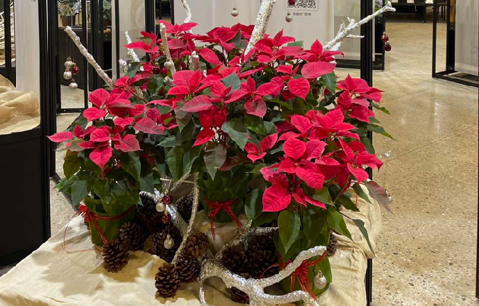 寶島最給力︱聖誕紅台灣新育成 雷神駕到