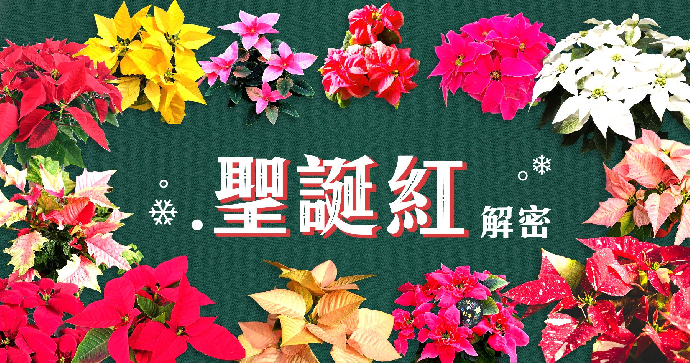 聖誕紅秘密》三八紅、草莓鮮奶油與愛神，20多種多彩聖誕紅，開完隔年還會再變紅嗎？