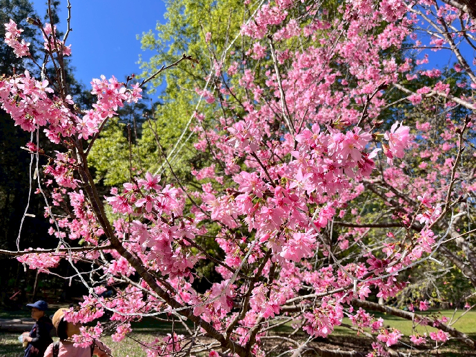 惠蓀林場櫻花綻放、步道入榜全台熱搜 春節走春好去處