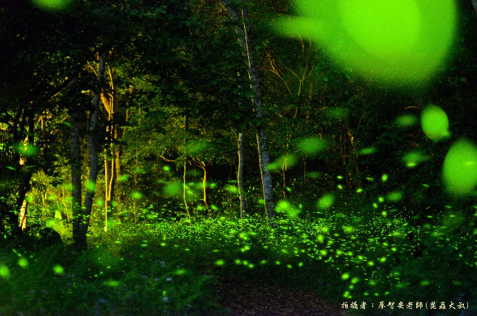 螢光點點迎初夏！惠蓀林場4/17起賞螢登場 週五六免費導覽