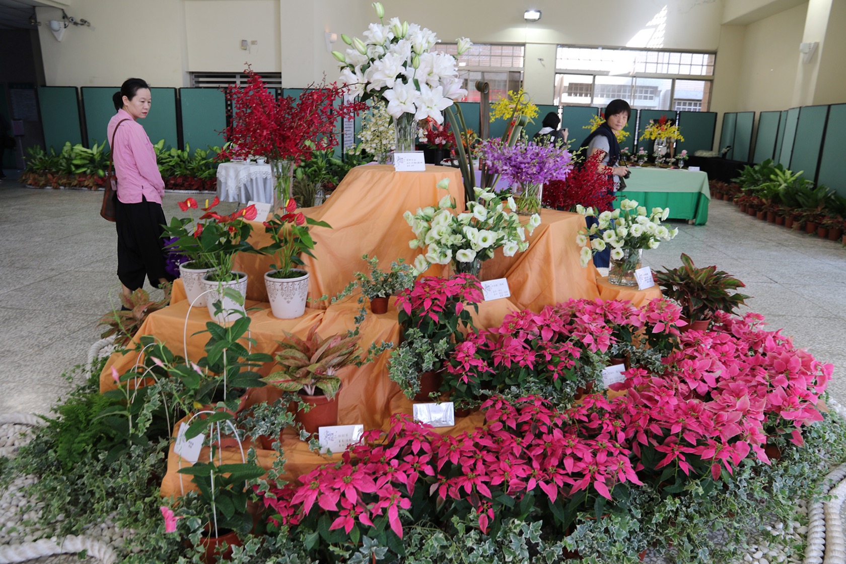 新興花卉區展出13款由農試所及各農改場育種的罕見花卉
