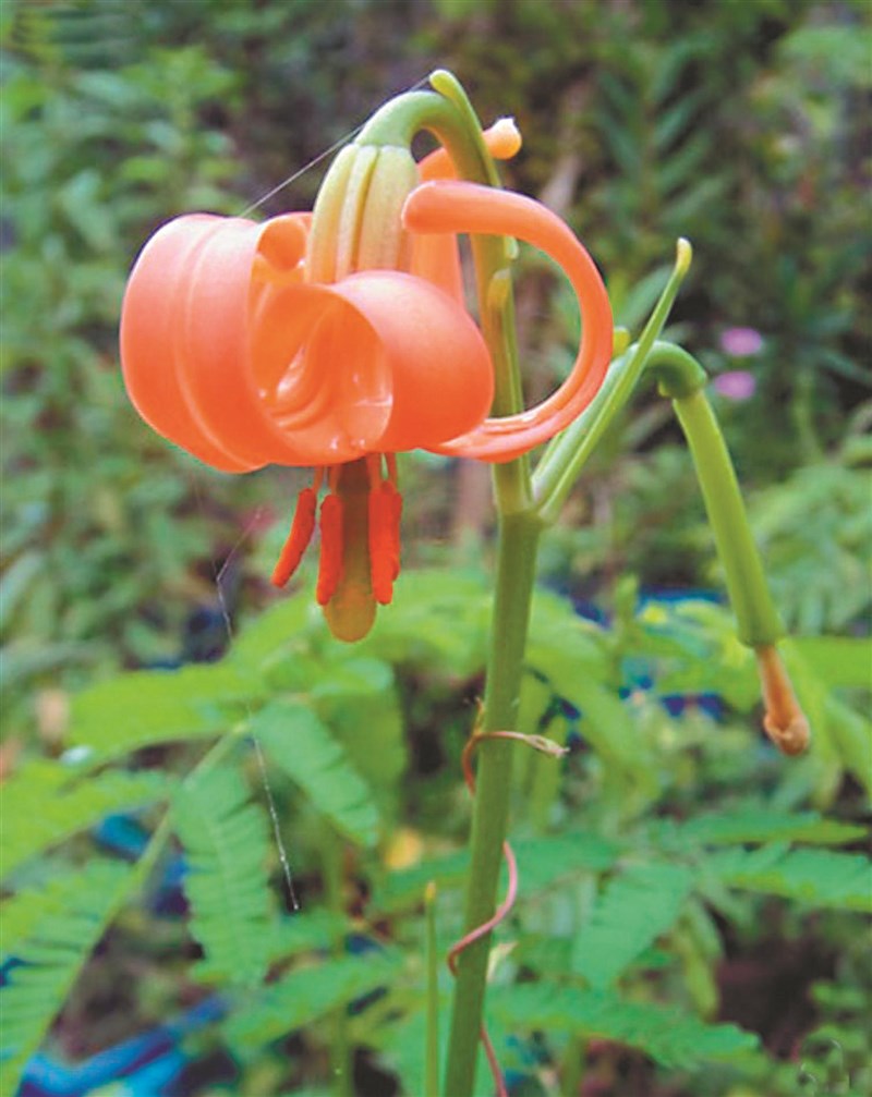 細葉卷丹是台灣原生百合之一，葉片細長，橘色花瓣反卷。圖╱中興大學提供