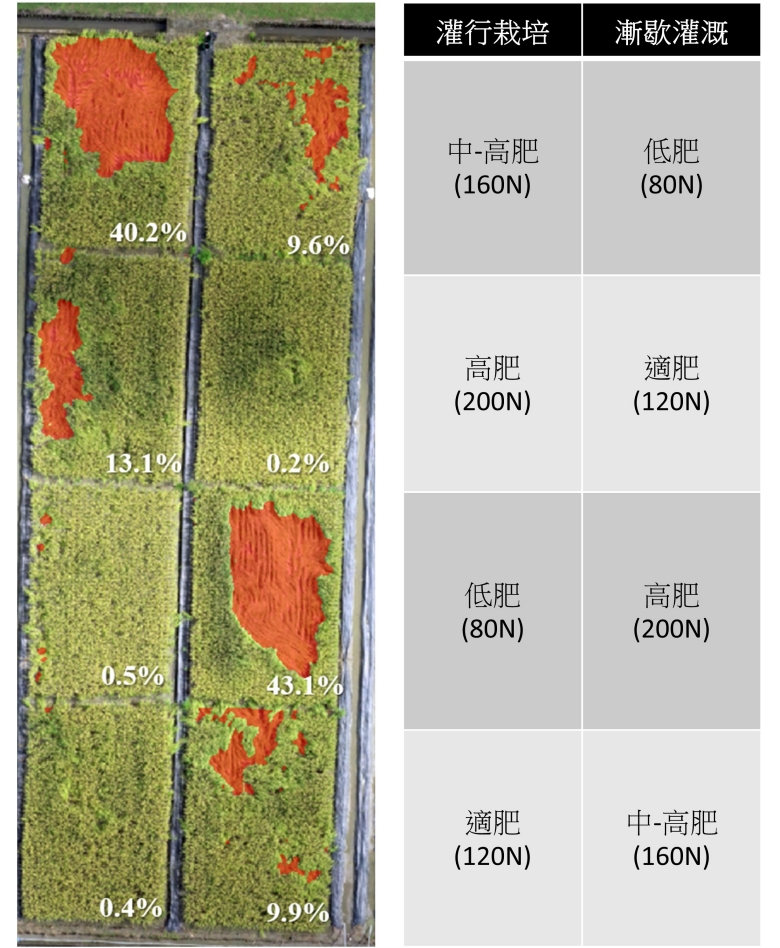 空拍影像快速調查並分析倒伏災損面積與比例。（圖片來源：農試所提供）