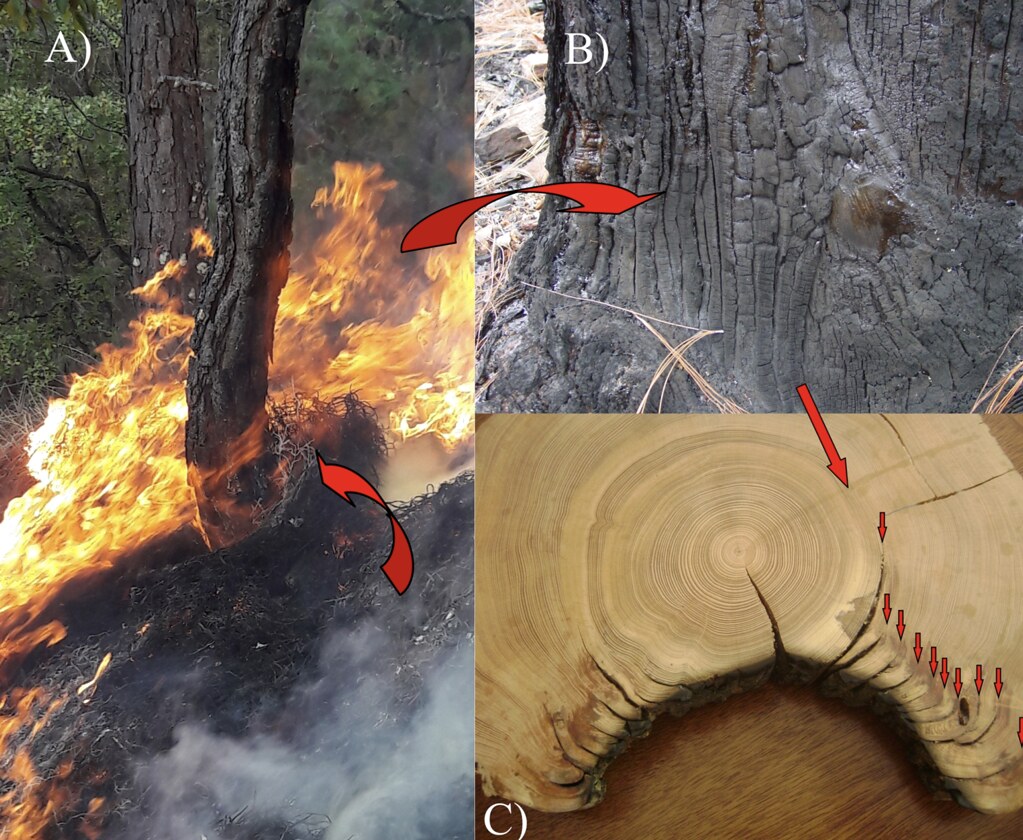 由年輪中的燒傷疤痕可判斷林火次數。圖片來源：本文作者。（出處：Cerano-Paredes 等人 2020，doi: 10.3791/61698）