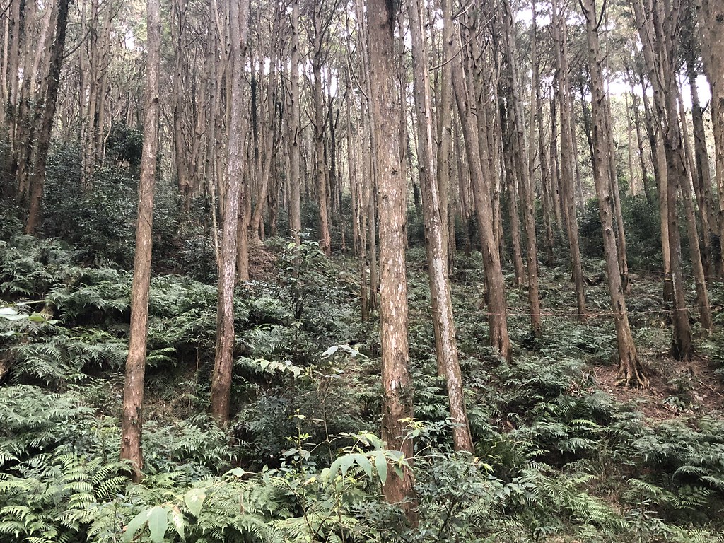 台灣40萬公頃人工林，原應發展成可永續林業，照顧山村經濟提供內需。攝影：廖靜蕙