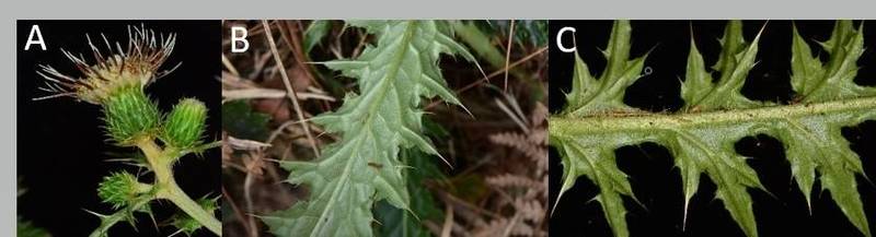 阿里山薊（A）花序直立，花冠裂片反卷，（B、C）阿里山薊葉背無明顯被毛。（張之毅攝影、雪霸國家公園管理處提供）