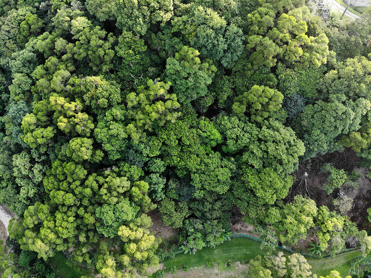 目前在國際間森林碳權很值錢，不過要將森林碳匯轉為碳權，需透過監測、報告與驗證機制（MRV）完成認證。（攝影／何忠誠）