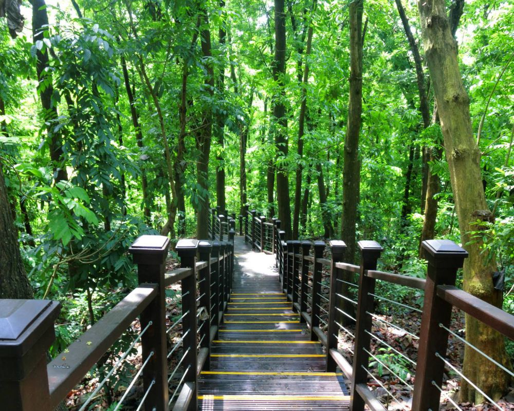 桃花心木步道帶領民眾走進療癒森林，享受瀰漫於山林中的芬多精。(照片由水土保持局提供)