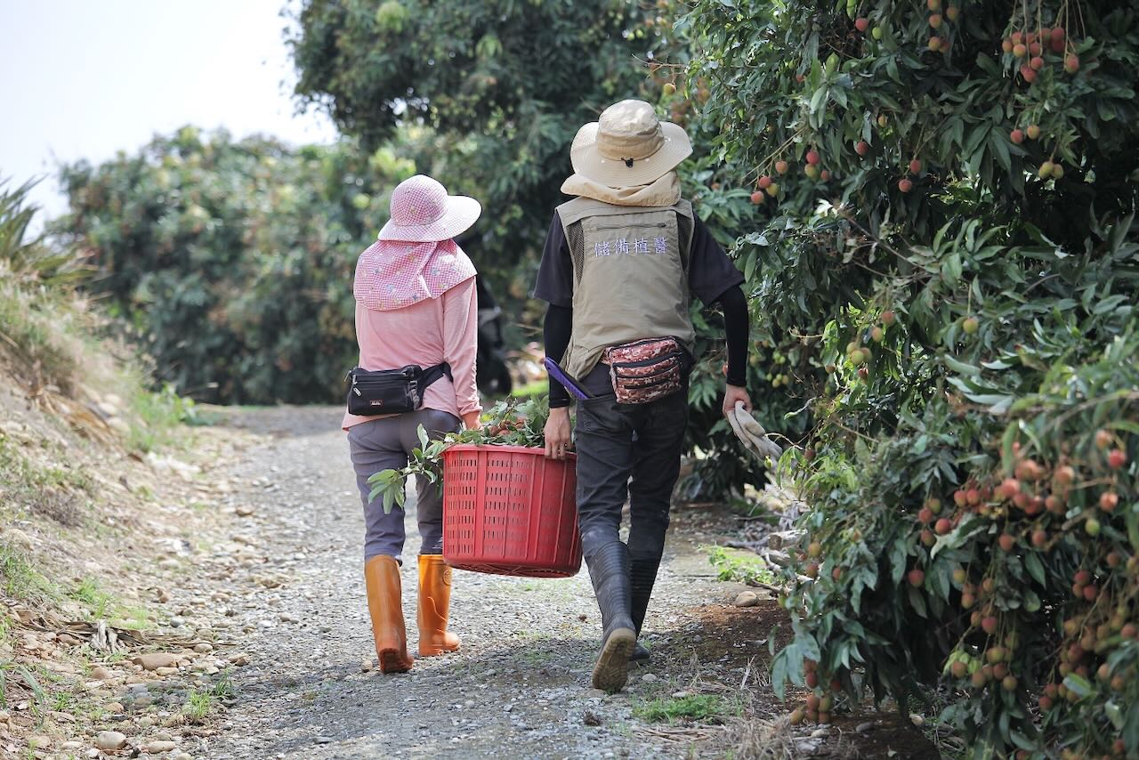 邱柏勳的母親（左）心疼兒子務農操勞，因此假日也會到果園幫忙（攝影／林怡均）